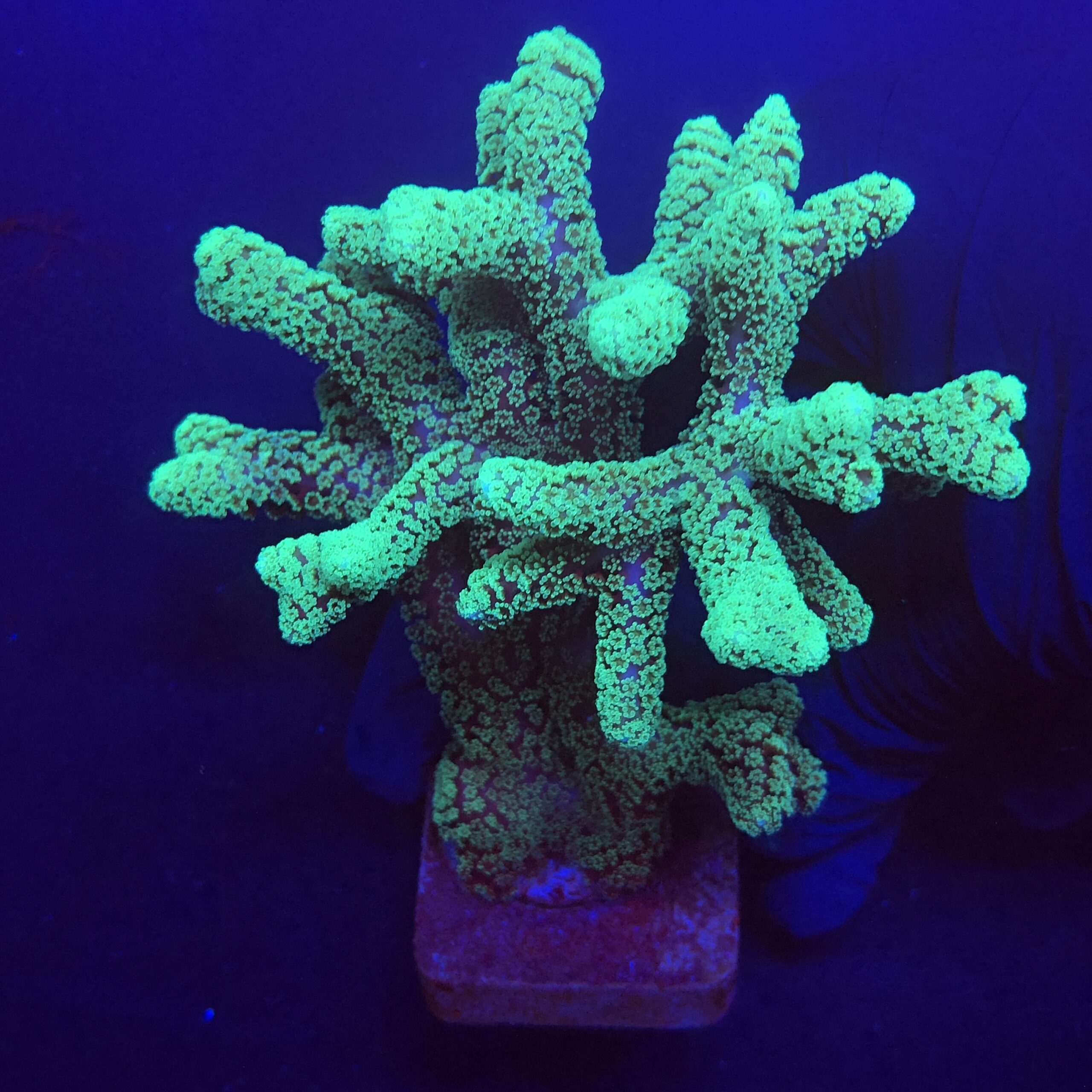 Seriatopora Caliendrum Mini Colônia