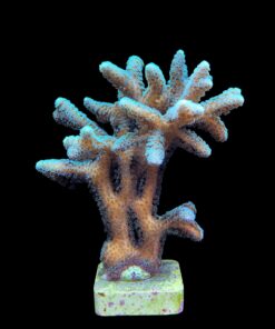 Alternative view of Seriatopora Caliendrum Mini Colônia