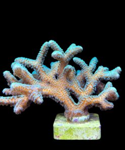 Alternative view of Seriatopora Caliendrum Mini Colônia
