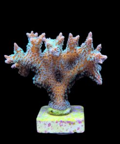Alternative view of Seriatopora Caliendrum Mini Colônia