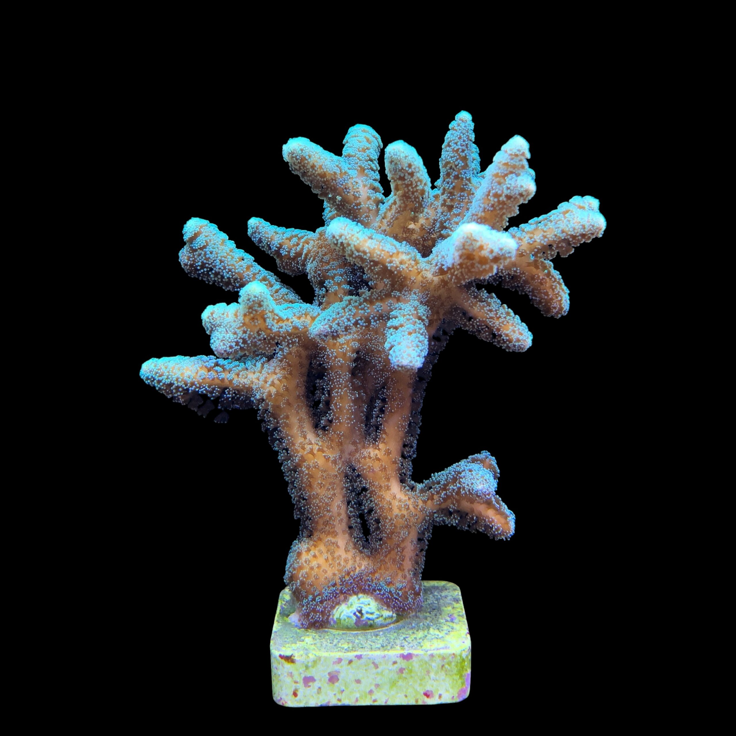 Seriatopora Caliendrum Mini Colônia - Imagem 2
