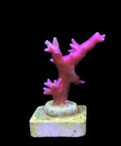 Seriatopora Hot Pink M