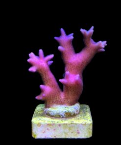 Seriatopora Hot Pink M