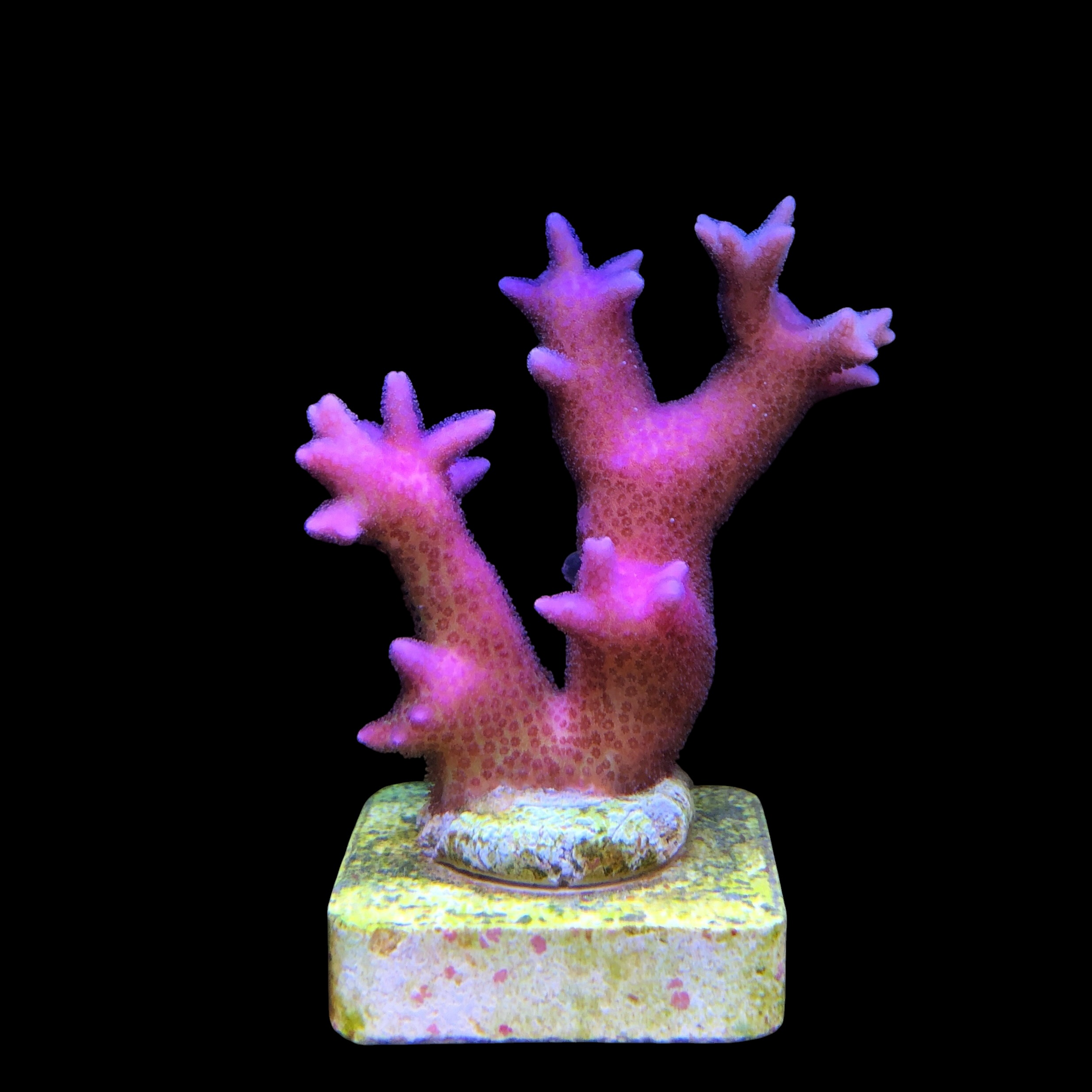 Seriatopora Hot Pink M