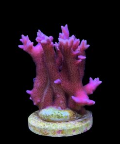 Seriatopora Hot Pink Mini Colonia