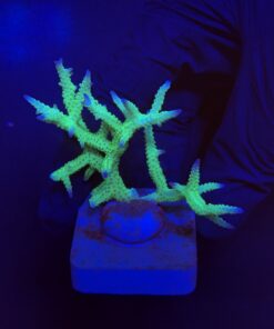 Seriatopora Ponape M