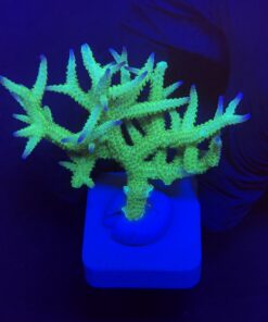 Seriatopora Ponape M