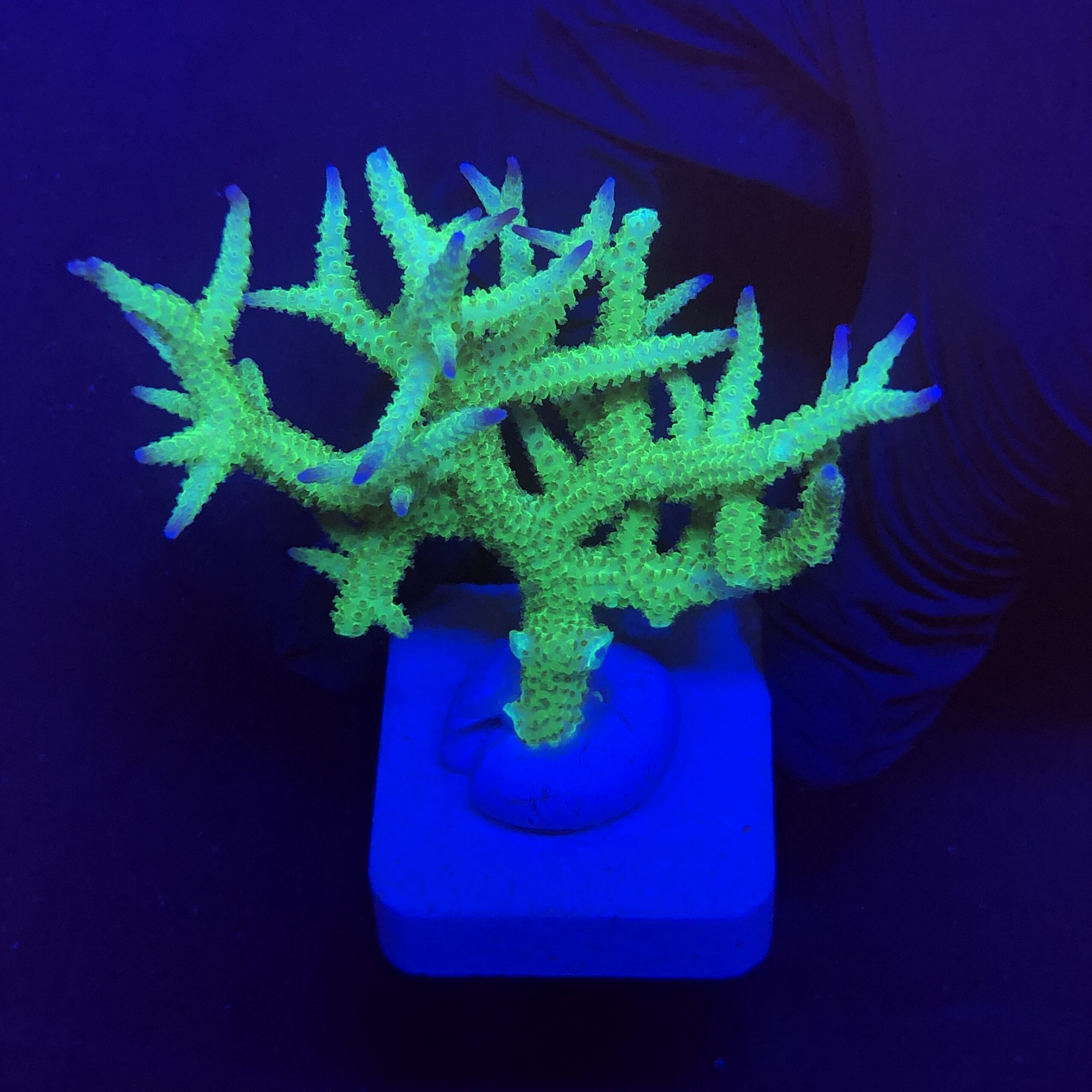 Seriatopora Ponape M