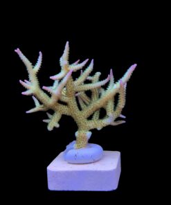 Alternative view of Seriatopora Ponape M