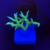 Seriatopora Ponape M
