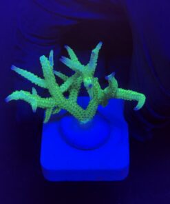 Seriatopora Ponape M