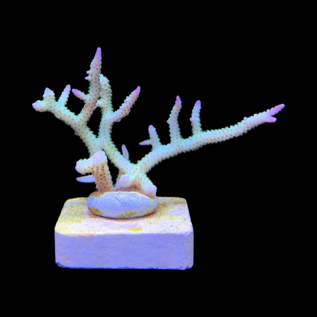 Ocyan