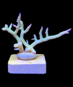 Alternative view of Seriatopora Ponape M