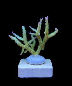 Alternative view of Seriatopora Ponape M