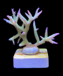 Alternative view of Seriatopora Ponape M