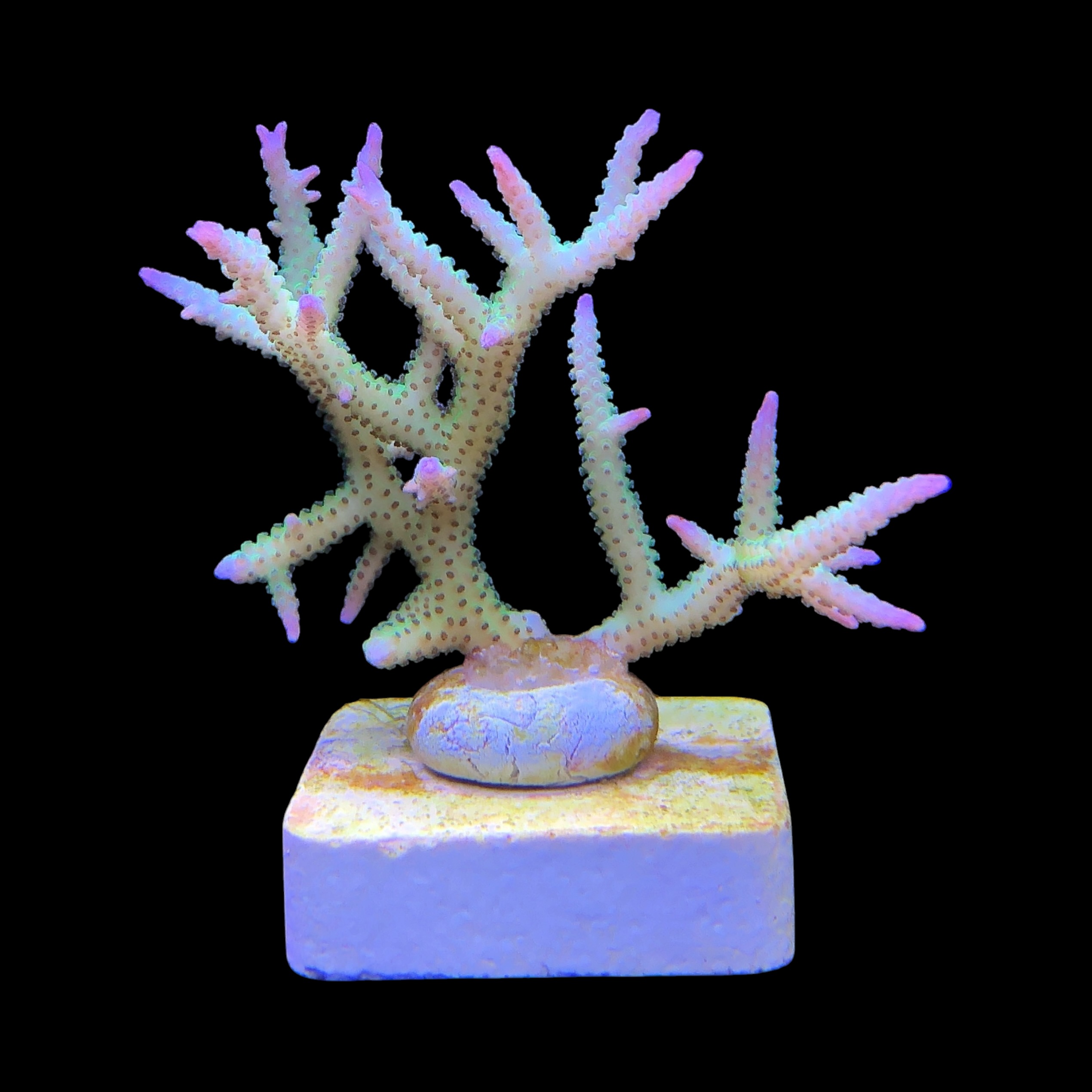Seriatopora Ponape M - Imagem 2
