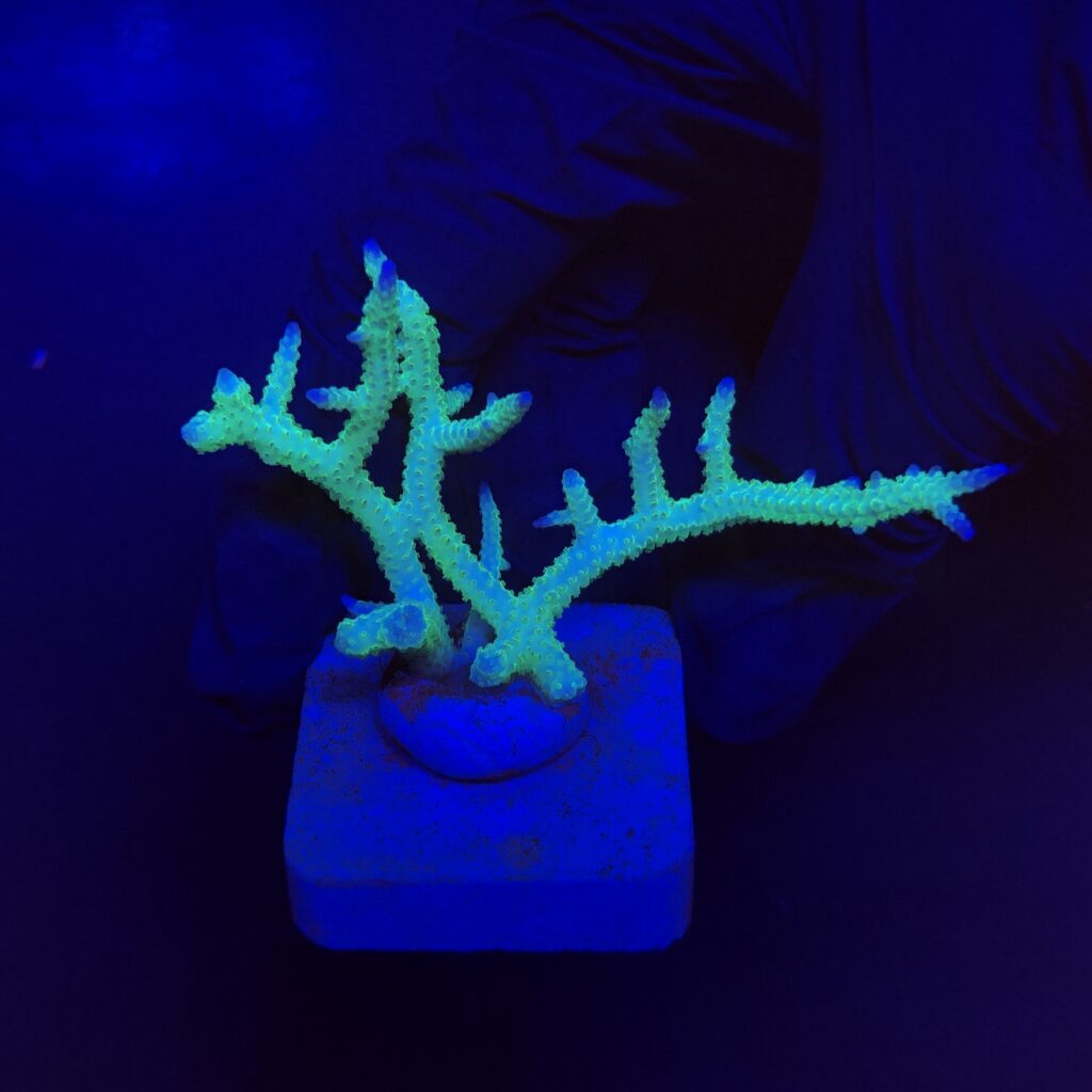 Ocyan