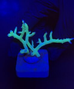 Seriatopora Ponape M