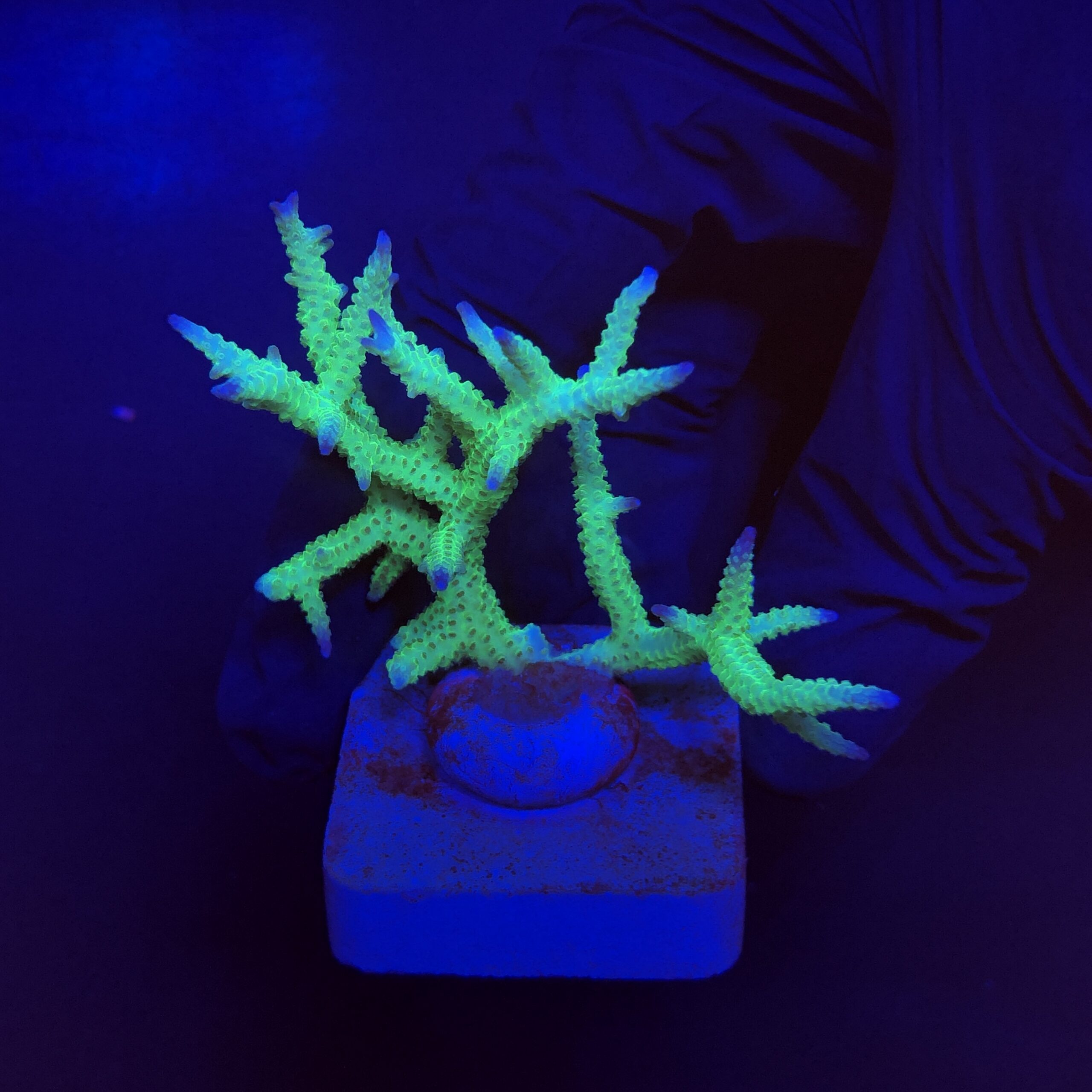 Seriatopora Ponape M