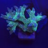 Seriatopora Caliendrum Mini Colônia