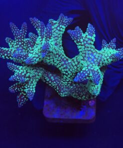 Seriatopora Caliendrum Mini Colônia