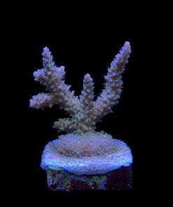 Alternative view of Snow Dropp M