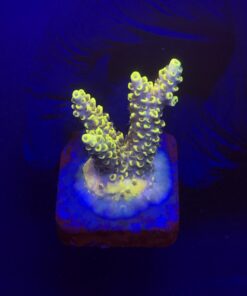 Solar Flame M