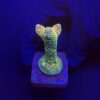 Spathulata Golden M
