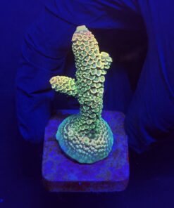 Spathulata Golden M