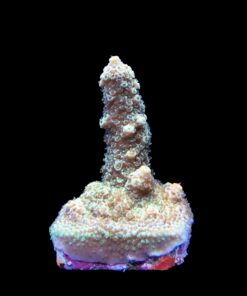 Alternative view of Spathulata Golden M