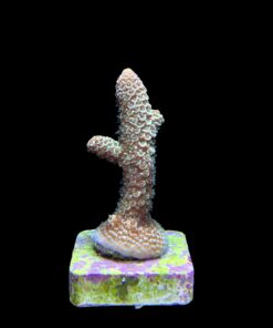 Alternative view of Spathulata Golden M