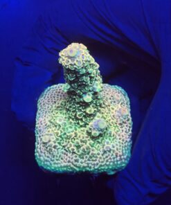 Spathulata Golden M