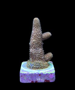 Alternative view of Spathulata Purple Tips M