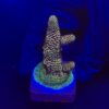 Spathulata Purple Tips M