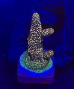 Spathulata Purple Tips M