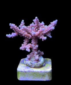 Alternative view of Strawberry Shortcake Bali G
