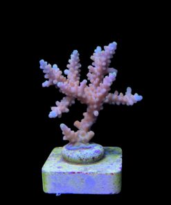 Alternative view of Strawberry Shortcake Bali M