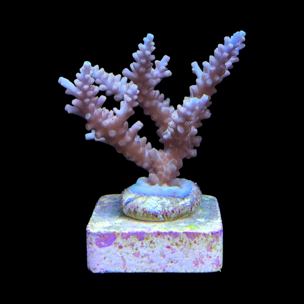 Ocyan