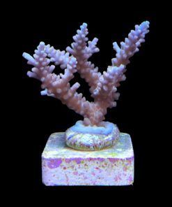 Alternative view of Strawberry Shortcake Bali G