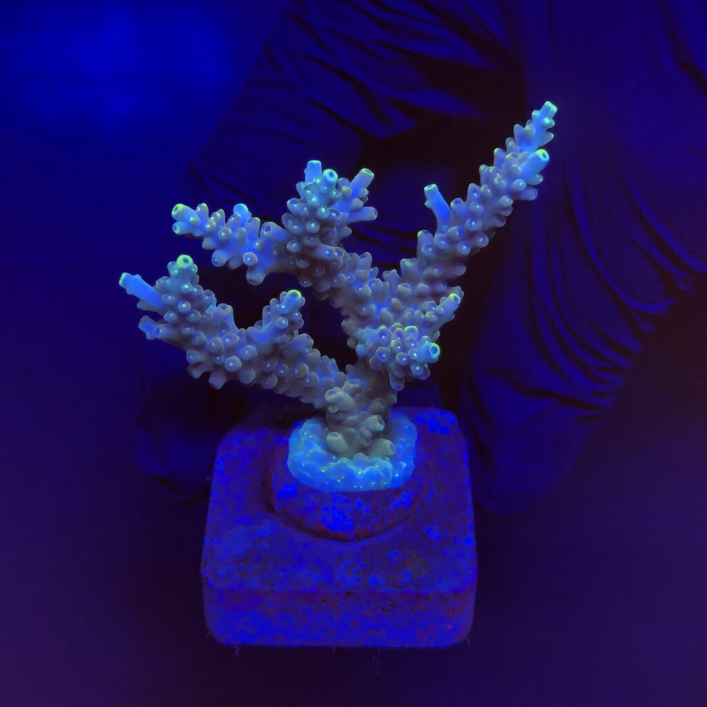 Ocyan