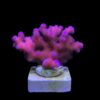 Stylophora Pink M