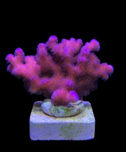 Stylophora Pink M