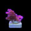 Stylophora Pink M