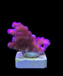 Stylophora Pink M