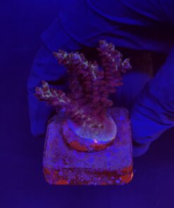Subulata Purple M