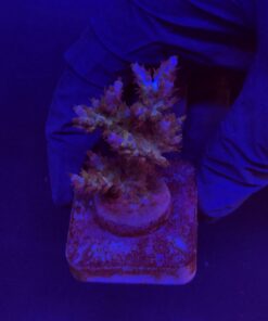Subulata Purple M