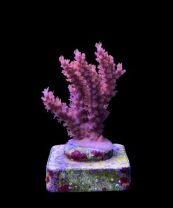 Alternative view of Subulata Purple M