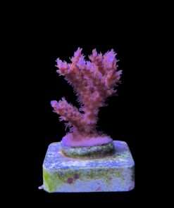 Alternative view of Subulata Purple M