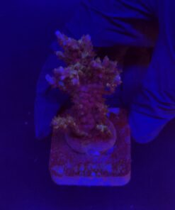 Subulata Purple M