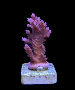Alternative view of Subulata Purple M